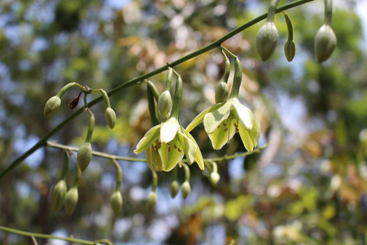 Furcraea foetida (L.) Haw.